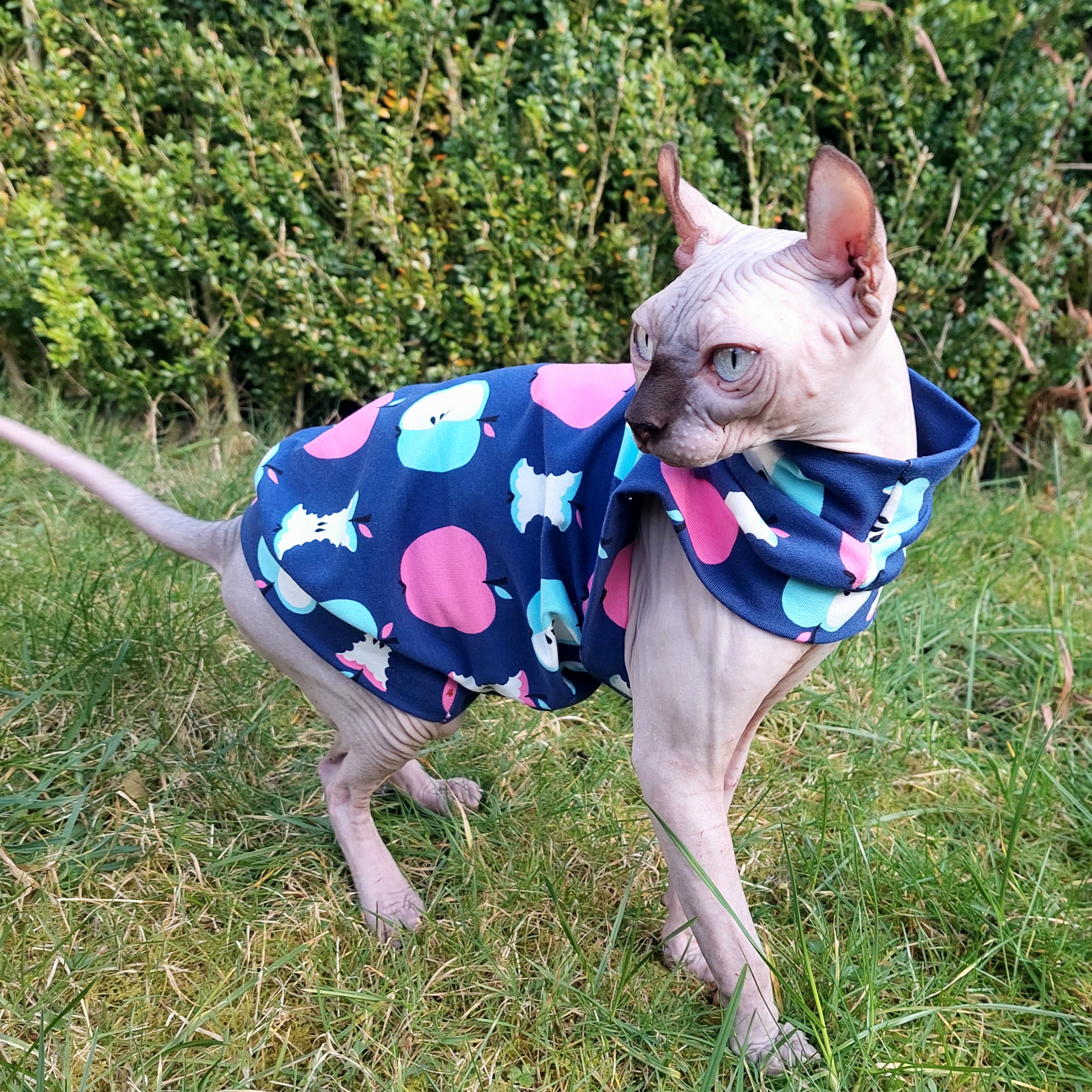 Sphynx Cat Top M