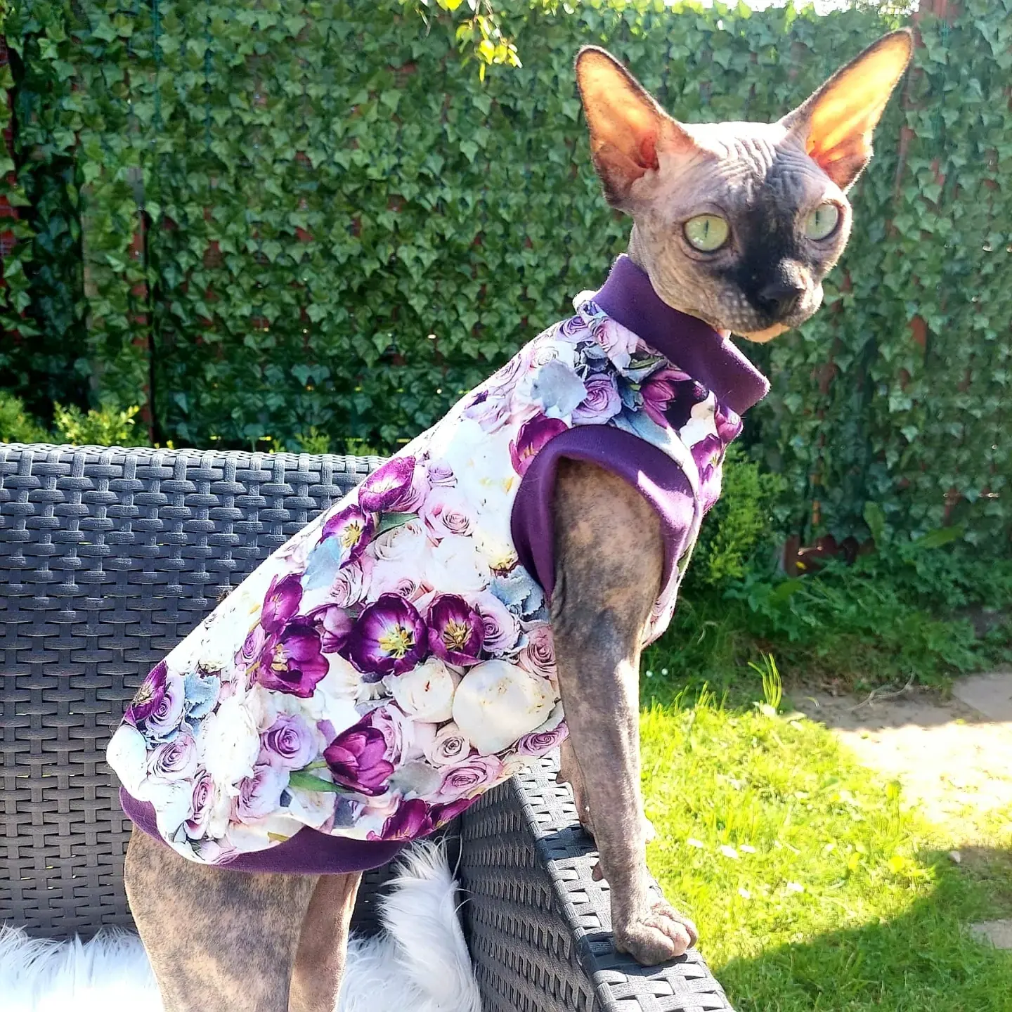 Sphynx Cat Top Medium