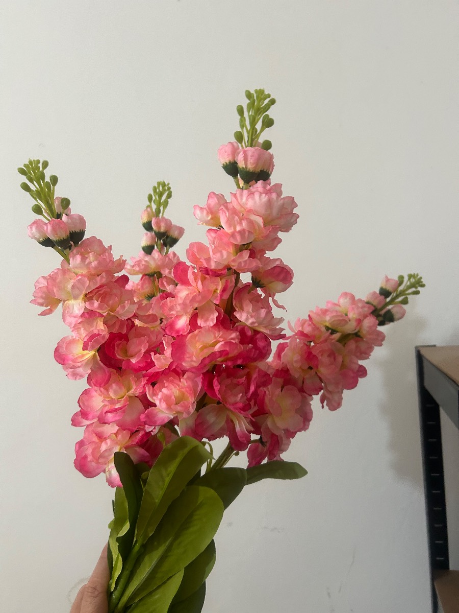 Large pink stock flower