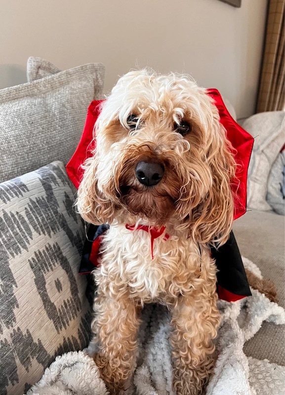 Vampire costume for dogs