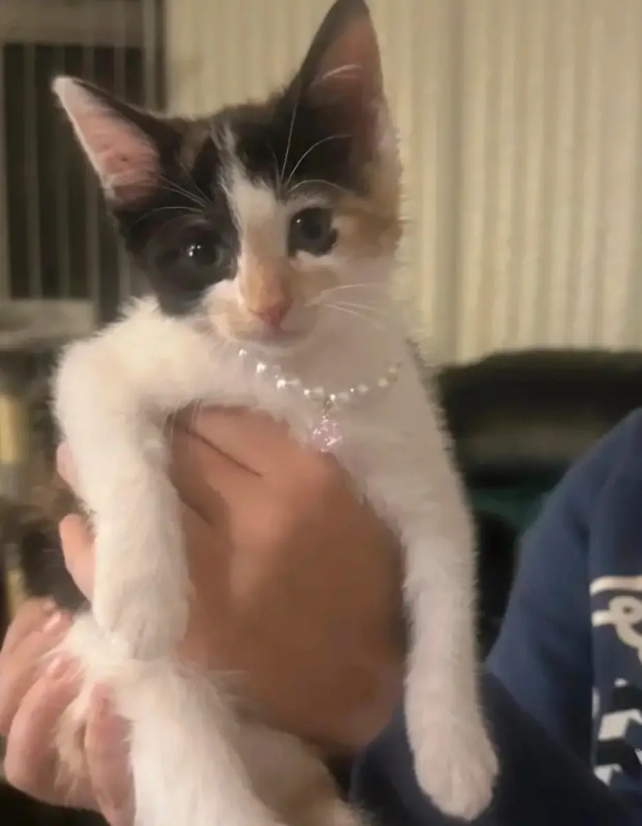 Cat or small dog pearl necklace with pendant