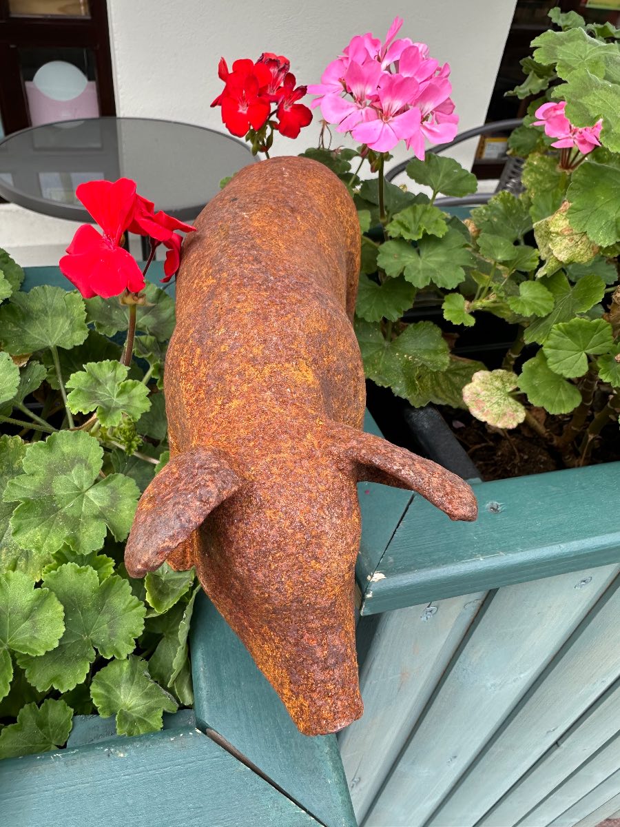 Rusty cast iron pig garden ornament
