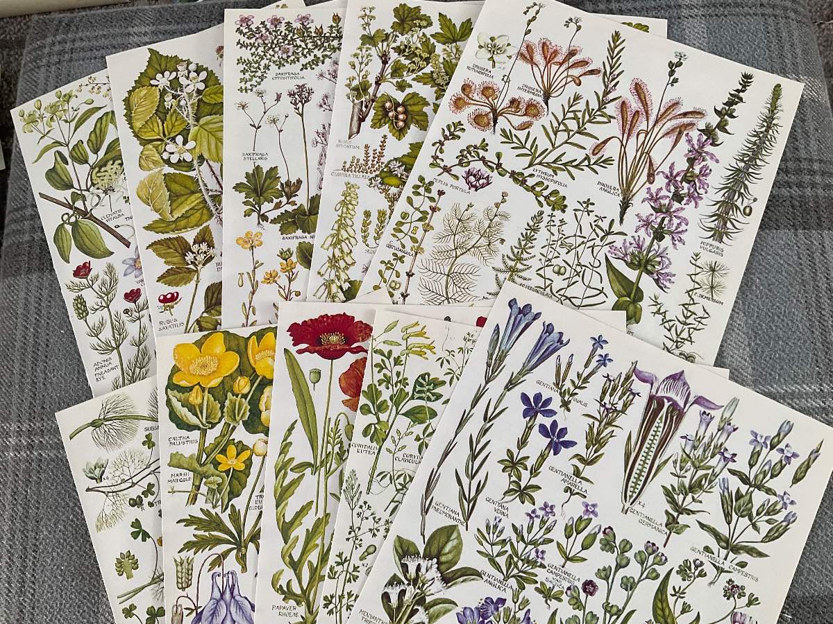 10 beautiful vintage flower pages