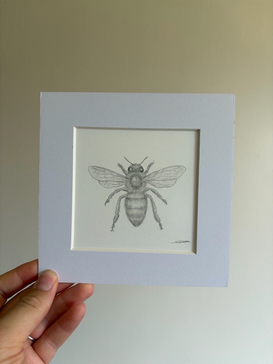 Bee drawing - 6x6 inch mounted art