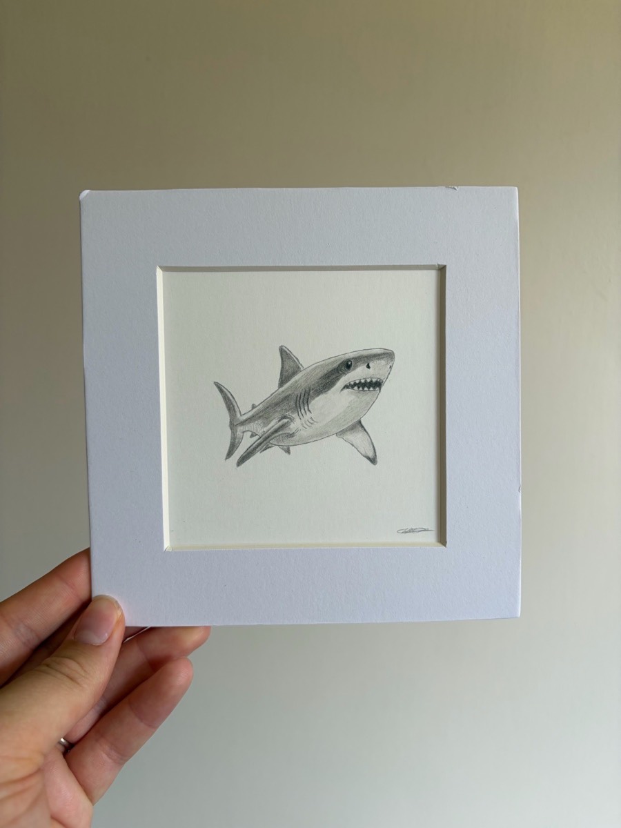 Shark drawing - 6x6 inch mounted art