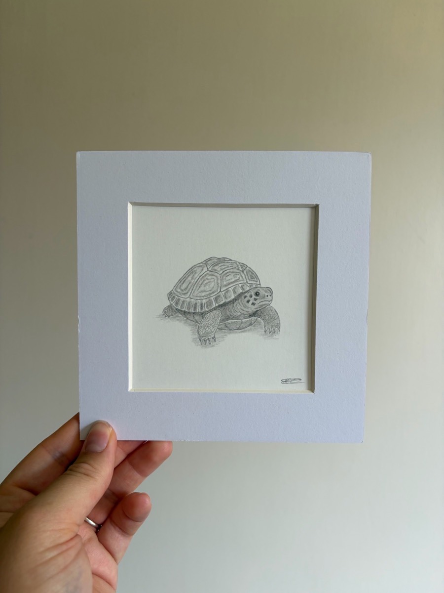 Turtle drawing - 6x6 inch mounted art