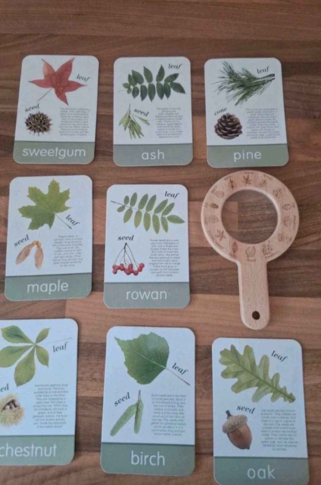 Wooden magnifying glass with leaves cards