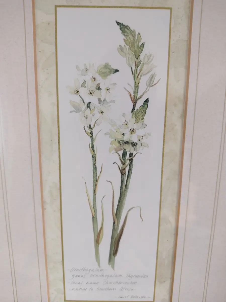 Signed watercolour by Carol Robinson floral, Vintage framed