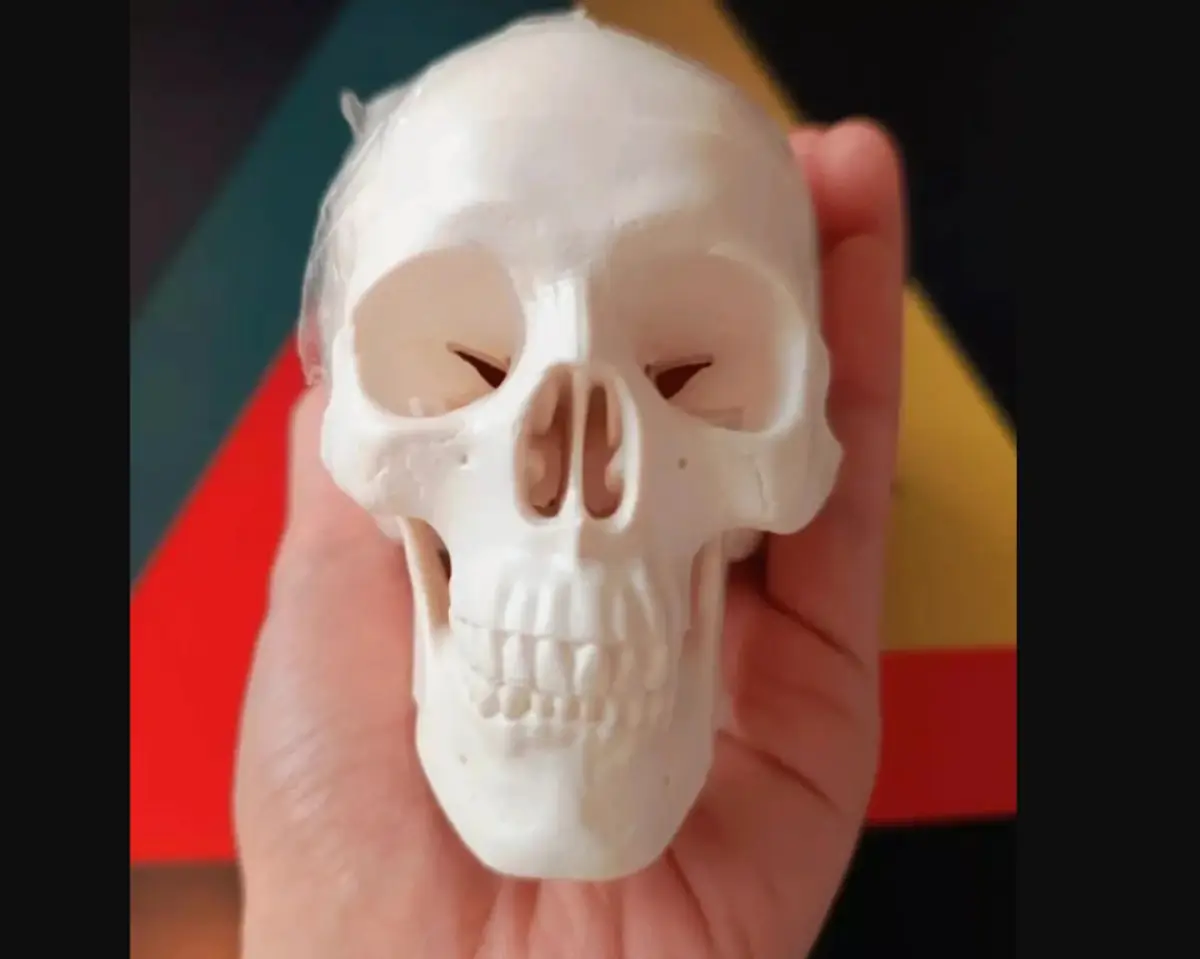 Realistic Mini Human Skull Model with Moveable Jaw