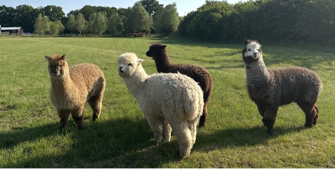 Alpaca fleece 🦙 bird nesting material 💯 natural unwashed fleece 100g