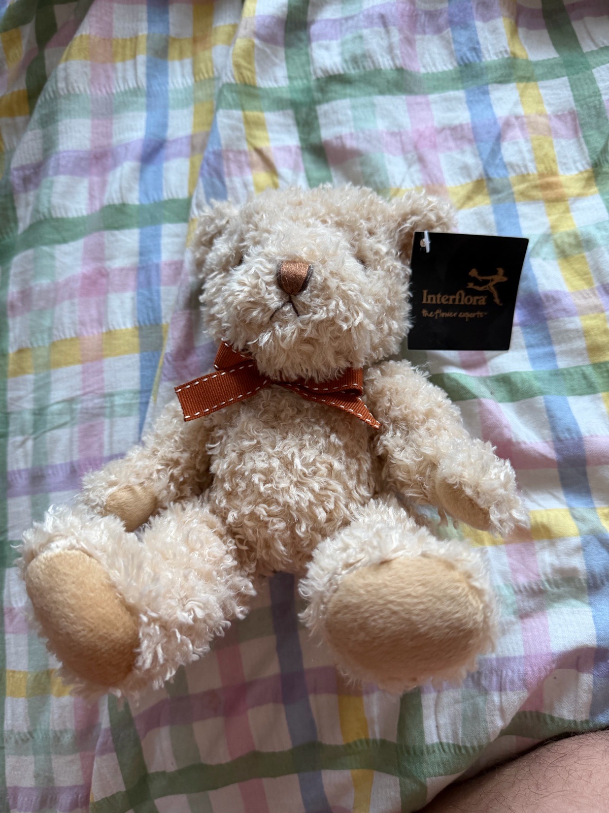 Teddy bear