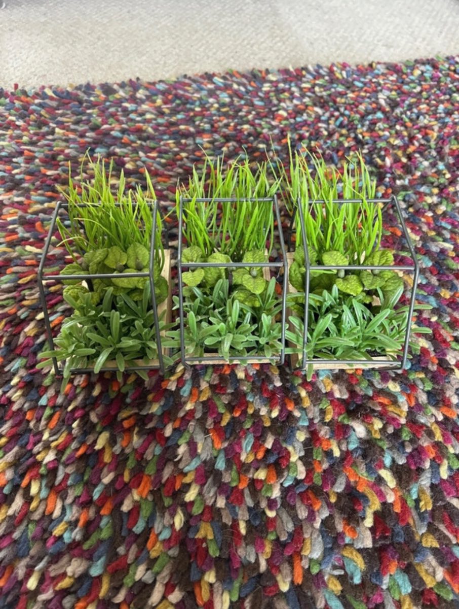 Sainsbury’s 3 faux terrariums