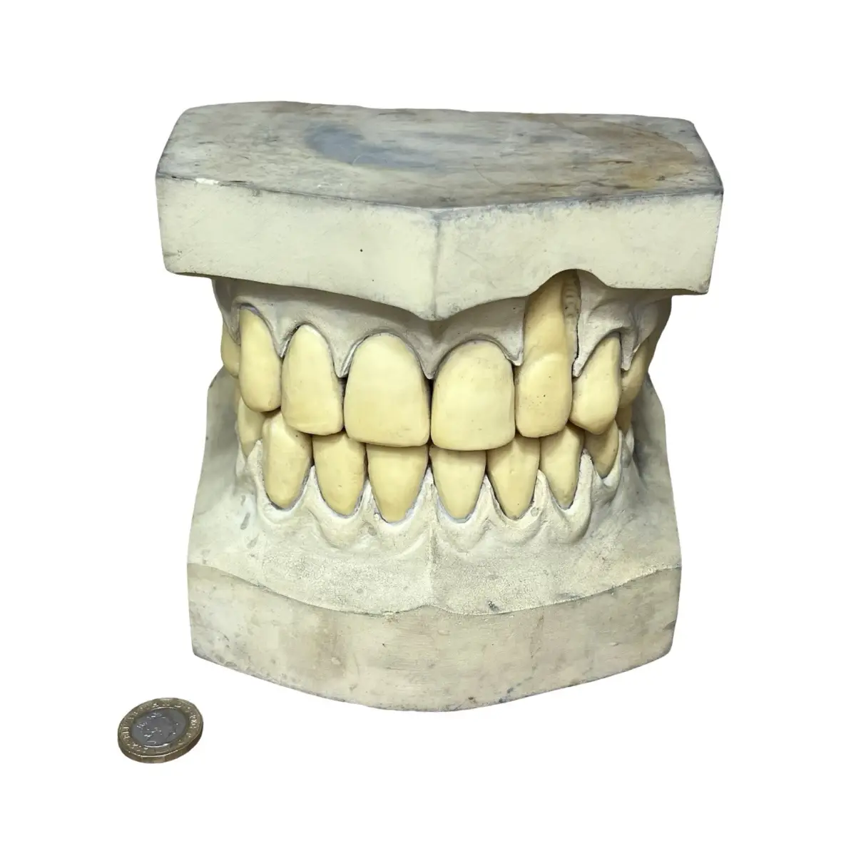 Vintage Oversized Dental Teaching Model Upper Lower Jaw Teeth Anatomy Display