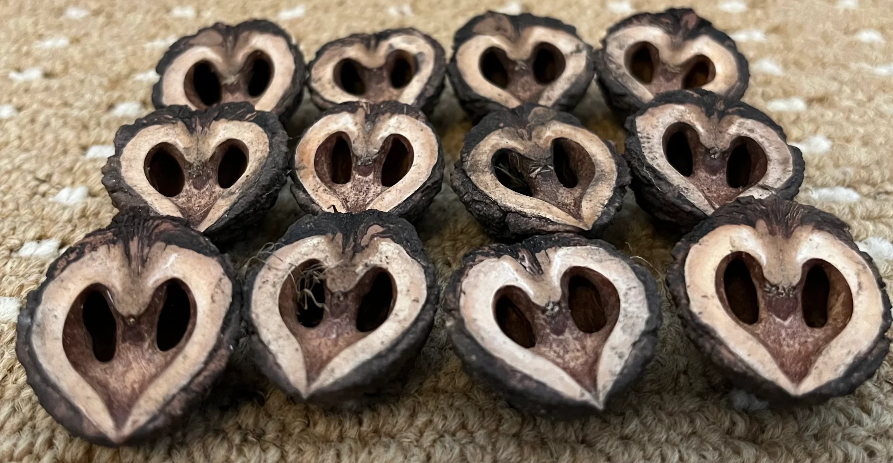 12 Black Walnut Shell Halves Centre Cut Cross Section Owl Face Natural Craft Supplies